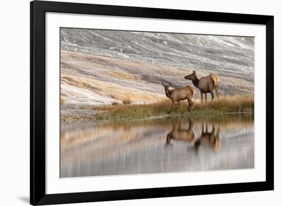 Herd of Elk and reflection, Canary Spring, Yellowstone National Park, Montana, Wyoming-Adam Jones-Framed Photographic Print