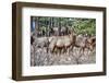 Herd of Elk, Colorado, USA-Michael Scheufler-Framed Photographic Print