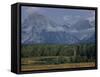 Herd of Elk Grazing in Meadow Framed by Peaks of the Grand Teton Mountains-null-Framed Stretched Canvas