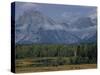 Herd of Elk Grazing in Meadow Framed by Peaks of the Grand Teton Mountains-null-Stretched Canvas