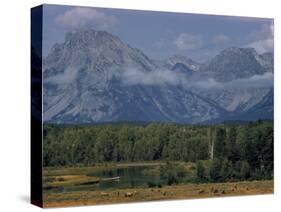 Herd of Elk Grazing in Meadow Framed by Peaks of the Grand Teton Mountains-null-Stretched Canvas