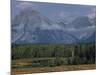 Herd of Elk Grazing in Meadow Framed by Peaks of the Grand Teton Mountains-null-Mounted Photographic Print