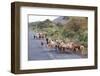 Herd of Farm Cattle on Country Road in Rift Valley, Ethiopia-Martin Zwick-Framed Photographic Print