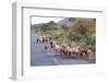 Herd of Farm Cattle on Country Road in Rift Valley, Ethiopia-Martin Zwick-Framed Photographic Print