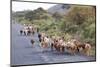 Herd of Farm Cattle on Country Road in Rift Valley, Ethiopia-Martin Zwick-Mounted Photographic Print