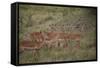 Herd of Female Impala (Aepyceros Melampus), Masai Mara National Reserve, Kenya, East Africa, Africa-Angelo Cavalli-Framed Stretched Canvas