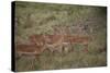 Herd of Female Impala (Aepyceros Melampus), Masai Mara National Reserve, Kenya, East Africa, Africa-Angelo Cavalli-Stretched Canvas