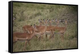 Herd of Female Impala (Aepyceros Melampus), Masai Mara National Reserve, Kenya, East Africa, Africa-Angelo Cavalli-Framed Stretched Canvas