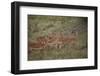 Herd of Female Impala (Aepyceros Melampus), Masai Mara National Reserve, Kenya, East Africa, Africa-Angelo Cavalli-Framed Photographic Print