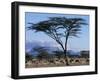 Herd of Gemsbok Feeding, Buffalo Springs Game Reserve, Kenya-Paul Souders-Framed Photographic Print