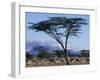 Herd of Gemsbok Feeding, Buffalo Springs Game Reserve, Kenya-Paul Souders-Framed Photographic Print