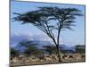 Herd of Gemsbok Feeding, Buffalo Springs Game Reserve, Kenya-Paul Souders-Mounted Photographic Print