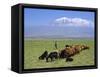 Herd of Goats and Goatherder in the Plains Beneath Mount Ararat, Turkey, Europe-Charles Bowman-Framed Stretched Canvas