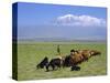 Herd of Goats and Goatherder in the Plains Beneath Mount Ararat, Turkey, Europe-Charles Bowman-Stretched Canvas