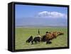 Herd of Goats and Goatherder in the Plains Beneath Mount Ararat, Turkey, Europe-Charles Bowman-Framed Stretched Canvas