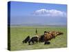 Herd of Goats and Goatherder in the Plains Beneath Mount Ararat, Turkey, Europe-Charles Bowman-Stretched Canvas