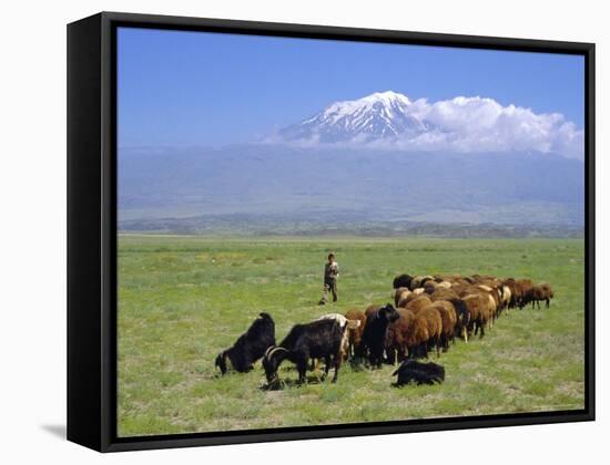 Herd of Goats and Goatherder in the Plains Beneath Mount Ararat, Turkey, Europe-Charles Bowman-Framed Stretched Canvas