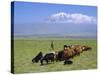 Herd of Goats and Goatherder in the Plains Beneath Mount Ararat, Turkey, Europe-Charles Bowman-Stretched Canvas