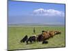 Herd of Goats and Goatherder in the Plains Beneath Mount Ararat, Turkey, Europe-Charles Bowman-Mounted Photographic Print