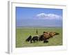 Herd of Goats and Goatherder in the Plains Beneath Mount Ararat, Turkey, Europe-Charles Bowman-Framed Photographic Print