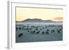Herd of Goats in the Sunset at Mongolian Village-joyfull-Framed Photographic Print