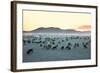 Herd of Goats in the Sunset at Mongolian Village-joyfull-Framed Photographic Print