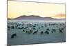 Herd of Goats in the Sunset at Mongolian Village-joyfull-Mounted Photographic Print