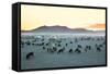 Herd of Goats in the Sunset at Mongolian Village-joyfull-Framed Stretched Canvas