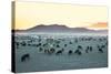 Herd of Goats in the Sunset at Mongolian Village-joyfull-Stretched Canvas