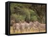 Herd of Grevy's Zebras, Shaba National Reserve, Kenya-Alison Jones-Framed Stretched Canvas