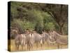 Herd of Grevy's Zebras, Shaba National Reserve, Kenya-Alison Jones-Stretched Canvas