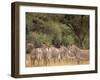 Herd of Grevy's Zebras, Shaba National Reserve, Kenya-Alison Jones-Framed Photographic Print