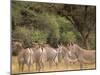 Herd of Grevy's Zebras, Shaba National Reserve, Kenya-Alison Jones-Mounted Photographic Print