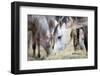 Herd of Horses Eating Hay.-Alexia Khruscheva-Framed Photographic Print