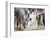 Herd of Horses Eating Hay.-Alexia Khruscheva-Framed Photographic Print