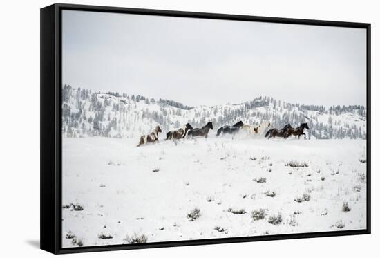 Herd of Horses (Equus Ferus Caballus), Montana, United States of America, North America-Janette Hil-Framed Stretched Canvas