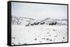 Herd of Horses (Equus Ferus Caballus), Montana, United States of America, North America-Janette Hil-Framed Stretched Canvas