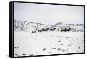 Herd of Horses (Equus Ferus Caballus), Montana, United States of America, North America-Janette Hil-Framed Stretched Canvas