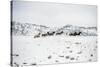 Herd of Horses (Equus Ferus Caballus), Montana, United States of America, North America-Janette Hil-Stretched Canvas