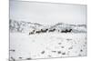 Herd of Horses (Equus Ferus Caballus), Montana, United States of America, North America-Janette Hil-Mounted Photographic Print
