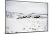 Herd of Horses (Equus Ferus Caballus), Montana, United States of America, North America-Janette Hil-Mounted Photographic Print