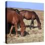 Herd of Horses Grazing on the Hortobagy Plaza-CM Dixon-Stretched Canvas