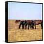 Herd of Horses Grazing on the Hortobagy Plaza-CM Dixon-Framed Stretched Canvas