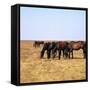 Herd of Horses Grazing on the Hortobagy Plaza-CM Dixon-Framed Stretched Canvas