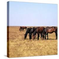 Herd of Horses Grazing on the Hortobagy Plaza-CM Dixon-Stretched Canvas