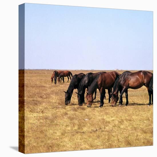 Herd of Horses Grazing on the Hortobagy Plaza-CM Dixon-Stretched Canvas