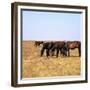 Herd of Horses Grazing on the Hortobagy Plaza-CM Dixon-Framed Premium Photographic Print