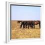Herd of Horses Grazing on the Hortobagy Plaza-CM Dixon-Framed Premium Photographic Print