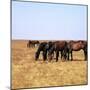 Herd of Horses Grazing on the Hortobagy Plaza-CM Dixon-Mounted Premium Photographic Print