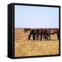 Herd of Horses Grazing on the Hortobagy Plaza-CM Dixon-Framed Stretched Canvas